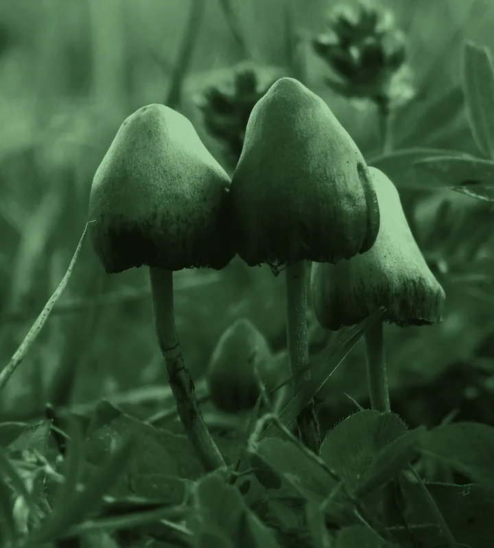 Psilocybin — the sacred mushrooms